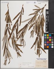 Foto von Salix eleagnos Scop.